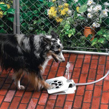 Doggie Water Fountain